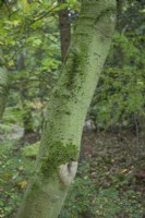 Écorce d'Acer acuminatum à Bodenham Arboretum, octobre