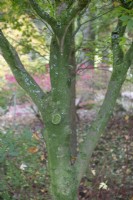 Écorce d'Acer Carpinifolium à Bodenham Arboretum, octobre