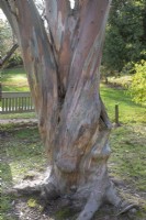 Écorce d'eucalyptus Niphophila à Bodenham Arboretum, octobre
