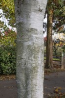Écorce de Betula Papyrifera à Bodenham Arboretum, octobre