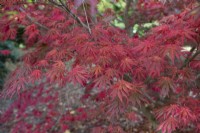 Acer palmatum 'Trompenberg' à Bodenham Arboretum, octobre