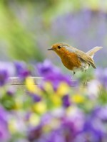 Erithacus rubecula aux abords - Robin perché derrière des fleurs d'alto