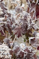 Hydrangea quercifolia 'Snowflake' - Feuillage d'hortensia à feuilles de chêne dans le givre