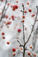 Malus Adirondack - Pomme sauvage dans le givre