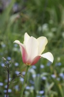 Tulipa 'La Dame Rougissante'
