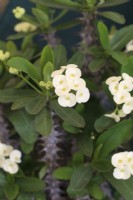 Euphorbia milii 'Zeus White' - Couronne d'épines