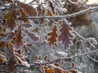 Quercus robur - feuilles de chêne commun couvertes de givre décembre hiver