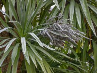 Palmier chou Cordyline australis dans le gel de l'hiver décembre