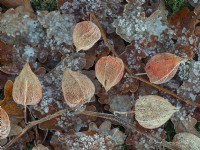 Physalis alkekengi - caisses de graines de lanternes chinoises couvertes de givre décembre