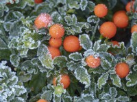 Solanum capsicastrum - Cerisier d'hiver couvert de givre Décembre