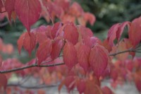 Cornus Kousa Chinensis à Bodenham Arboretum, octobre