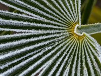 Chamaerops humilis - feuille de palmier nain couverte de givre en hiver
