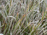 Libertia 'Gold Leaf' couverte de givre en hiver Décembre