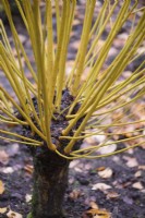 Salix alba 'Britzensis' en novembre