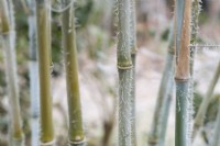 Borinda papyrifera - Cannes de bambou dans le gel