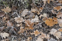 Quercus - Feuilles de chêne et glands tombés dans le gel