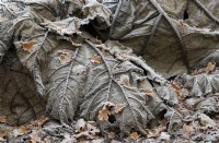 Gunnera tinctoria - Rhubarbe géante épuisée et feuilles de chêne tombées dans le gel