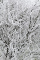 Prunus canadensis - Branches de cerisier dans le gel