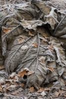 Gunnera tinctoria - Rhubarbe géante épuisée et feuilles de chêne tombées dans le gel