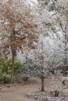 Metasequoia glyptostroboides 'Waasland' - Dawn Redwood Tree dans le gel à RHS Wisley Gardens