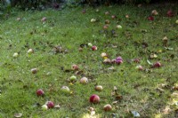 Pommes tombées sous l'arbre, pommes d'aubaine