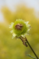 Xerochrysum bracteatum - immortelle dorée ou fleur de paille.