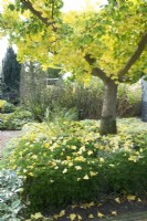 Ginkgo biloba fastigiata arbre avec des feuilles tombées en automne.