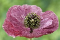 Papaver rhoeas 'Pandora' Coquelicot cultivé à partir de graines conservées des plantes de l'année dernière Une couleur de juin mixte