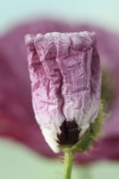 Papaver rhoeas 'Pandora' Coquelicot cultivé à partir de graines conservées des plantes de l'année dernière Fleur commençant à s'ouvrir Une couleur de juin mixte