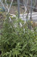 Les jeunes plants de tomates poussent sur des supports de plantes métalliques bouclés. Juin.
