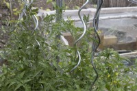 Les jeunes plants de tomates poussent sur des supports de plantes métalliques bouclés. Juin.