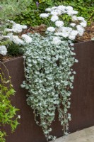 Dichondra argentea 'Silver Falls' avec un Aster blanc nain en fleurs.