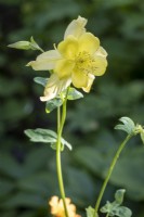 Aquilegia chrysantha 'Reine jaune'