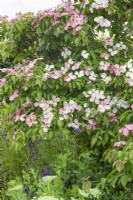 Cornouiller à fleurs roses. Cornus 'Norman Hadden'. Juillet