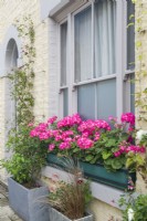 pélargoniums roses dans une paire de jardinières sur le rebord de la fenêtre. Août