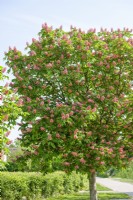 Aesculus x carnea Briotii, printemps Mai