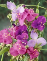 Un bouquet de tiges de fleurs cueillies de Tradescantia virginiana mix, juillet d'été