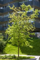 Acer saccharinum, printemps Mars