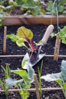 Jeune bouchon de bette à carde prêt à être planté dans un potager biologique