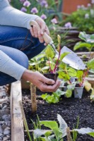 Planter un bouchon de bette à carde dans un parterre de fleurs en mai.