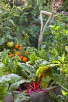 Parterre de fleurs surélevé avec bette à carde, basilic, souci français et tomate.