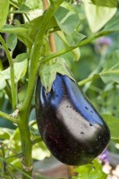Solanum molengena - Aubergine