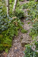 Astrantia 'Hadspen Blood' et Athyrium filix-femina - fougères bordant le chemin dans un jardin naturaliste.