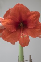 Hippeastrum 'Orange Souverain' Amaryllis