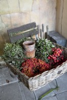 Panier rempli de baies rouges, branches de Malus Red Sentinel, pots en terre cuite et guirlande de feuilles d'olivier, pour réaliser des décorations de Noël sur une vieille chaise française rustique.