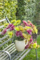 Mélange de chrysanthème 'Tula'. Novembre. Arrangement de fleurs coupées dans un pichet en céramique crème sur un siège de jardin en fer forgé.