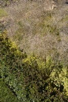 Deschampsia cespitosa 'Goldtau', Buxus sempervirens taillé - buis - haie et parterre d'Alchemilla epipsila. Juillet. L'été.