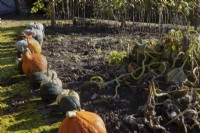 Une variété de courges alignées le long d'un chemin couvert de mousse. Regency House, jardin Devon NGS. L'automne