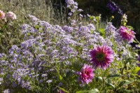 Dahlia Mambo et marguerite Saint-Michel, Aster, fleurs. Regency House, jardin Devon NGS. L'automne