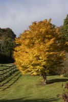 Acer palmatum , Sango kaku, en pleine couleur d'automne. Un poteau en bois et une clôture de rail courent sur le côté gauche. Regency House, jardin Devon NGS. L'automne